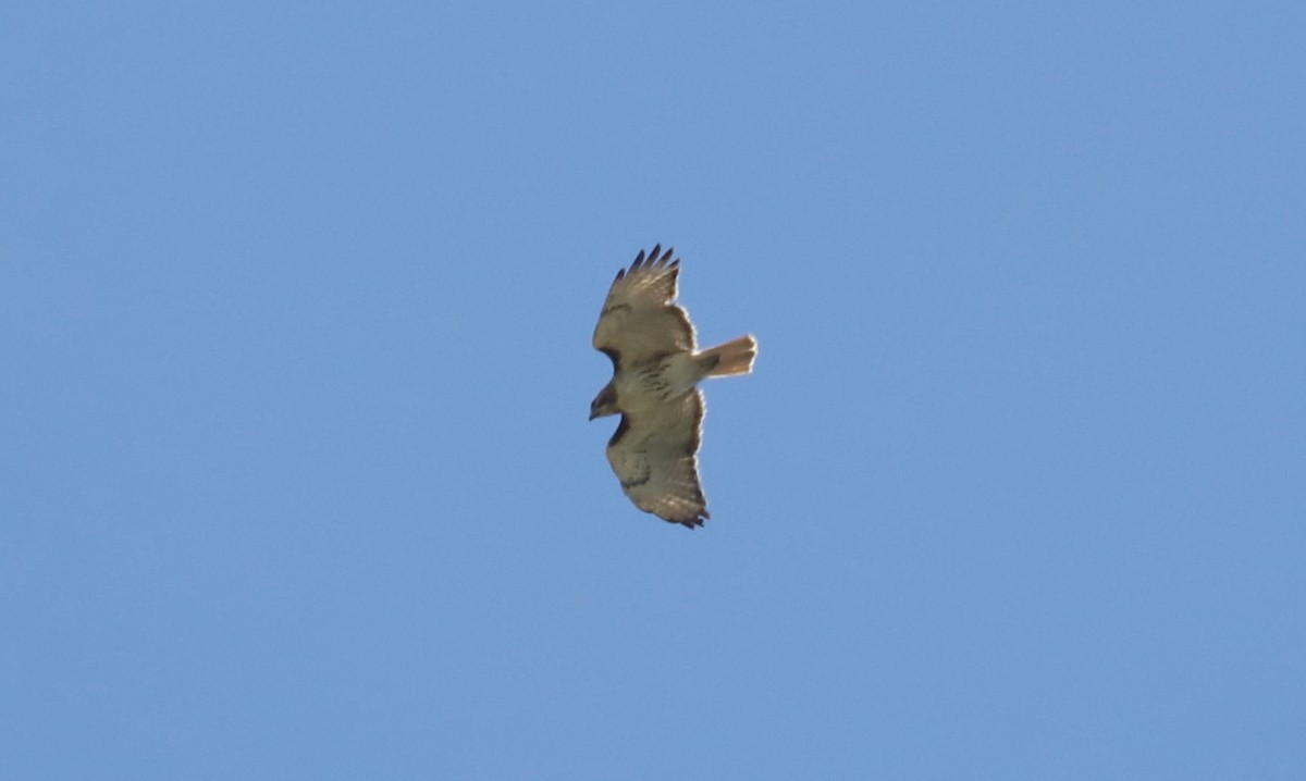 Red-tailed Hawk - ML329407601