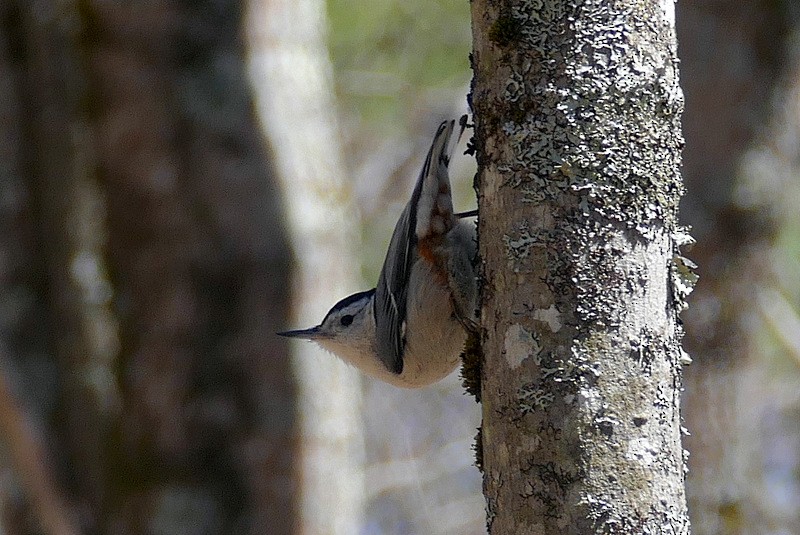 White-breasted Nuthatch - ML329409981