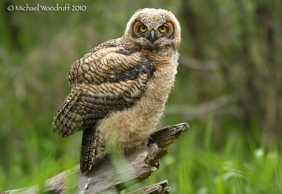 Great Horned Owl - Michael Woodruff