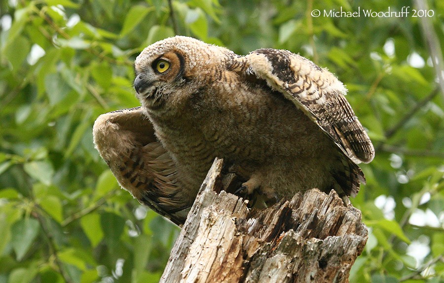 Great Horned Owl - ML32941021