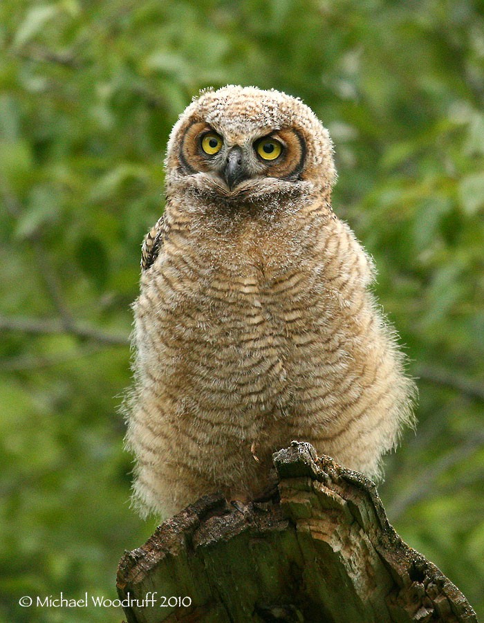 Great Horned Owl - ML32941031
