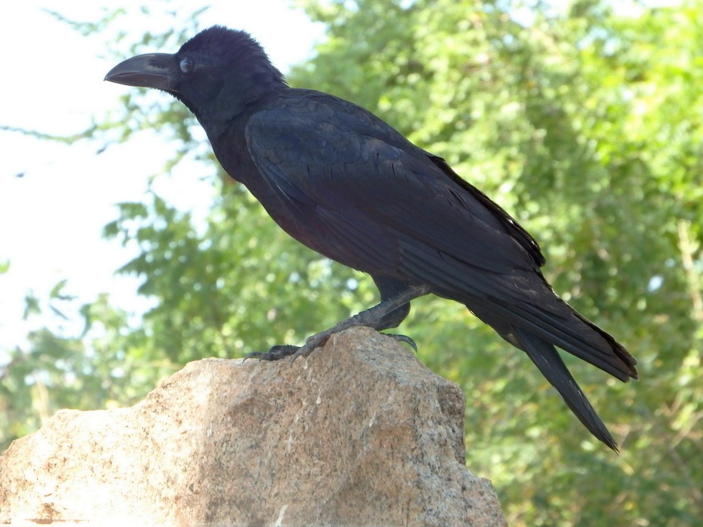 Large-billed Crow (Indian Jungle) - ML32941121