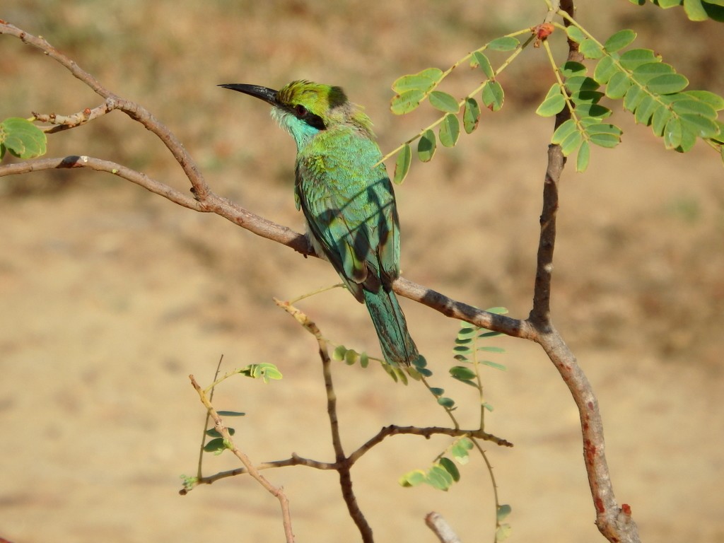 Asian Green Bee-eater - ML32941361
