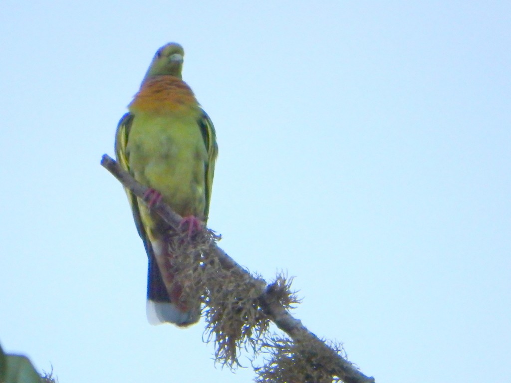 Orange-breasted Green-Pigeon - ML32941631