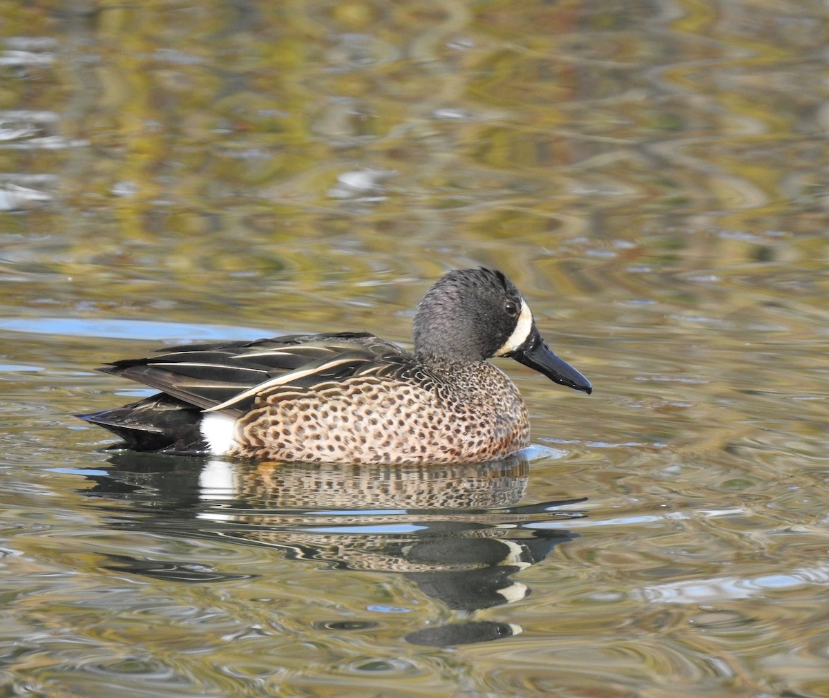 Blue-winged Teal - ML329418161