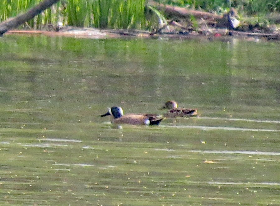 Blue-winged Teal - Don Gorney