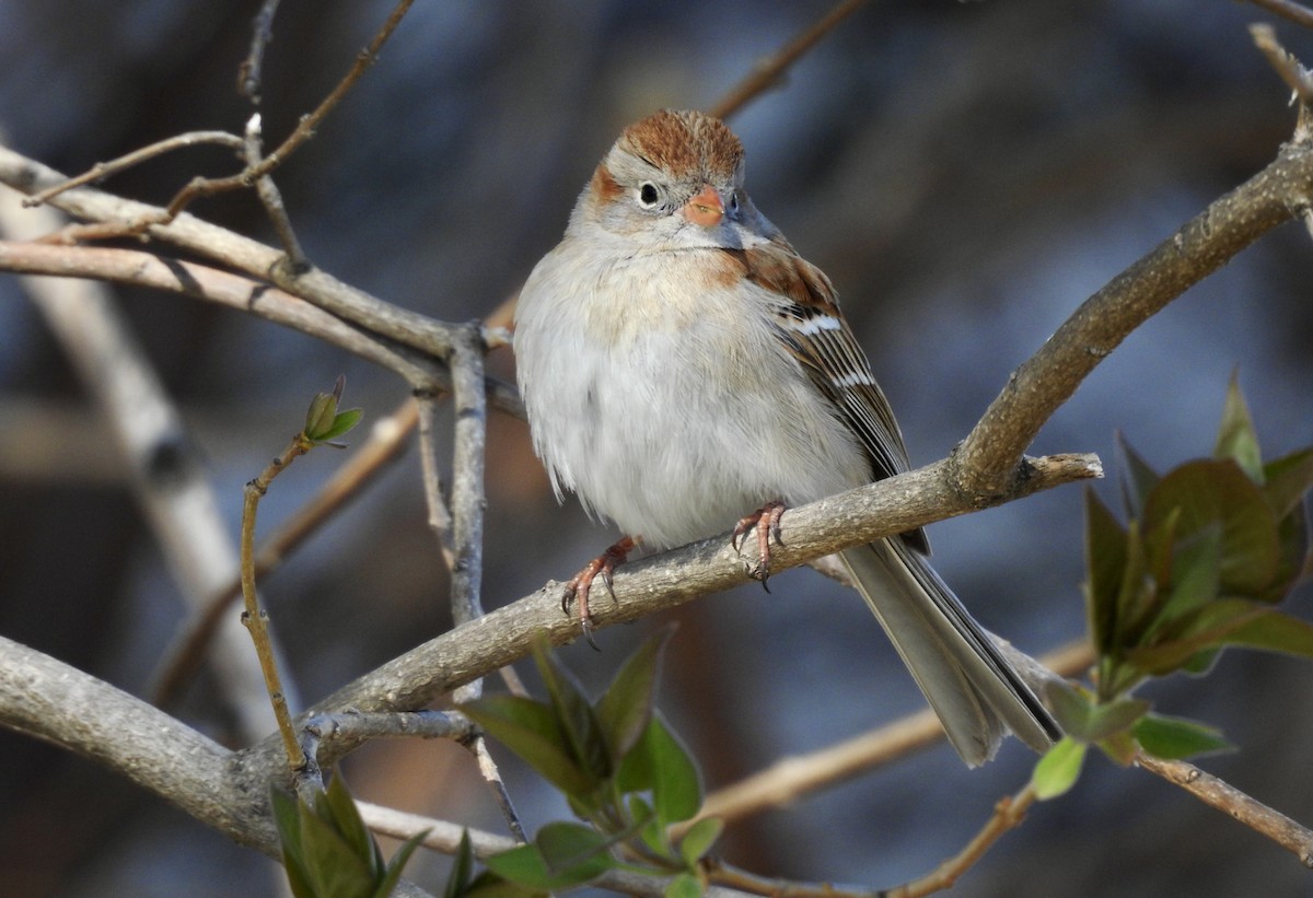 Field Sparrow - ML329418941