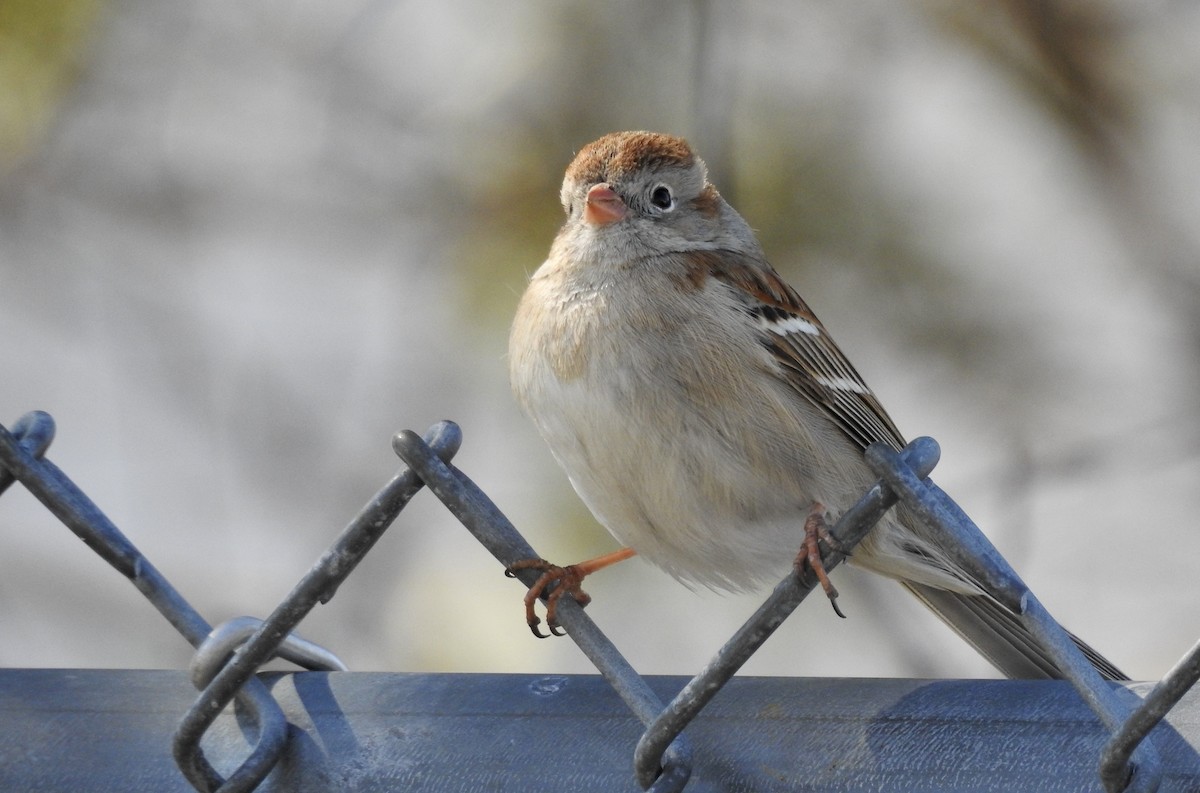 Field Sparrow - Weston Barker