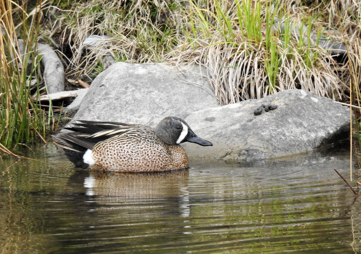 Blue-winged Teal - ML329421191