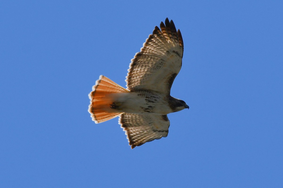 Red-tailed Hawk - ML329421981