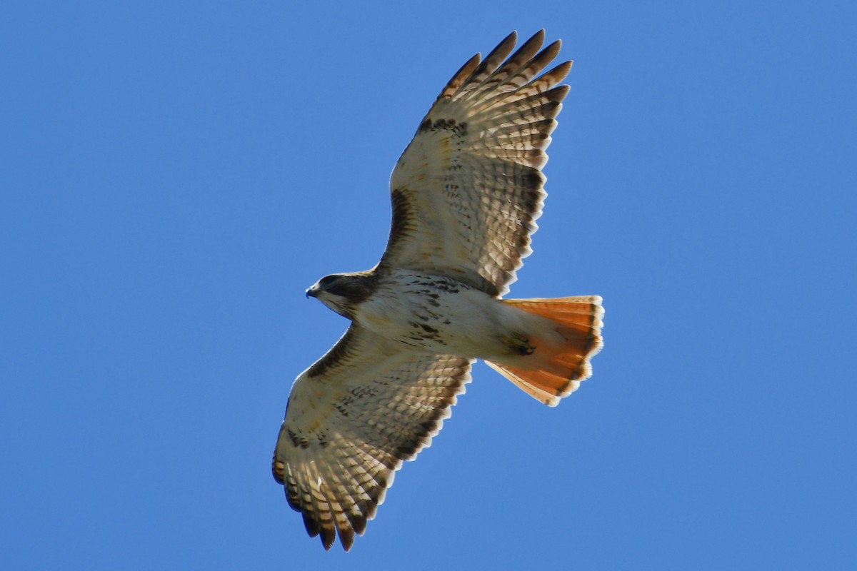Red-tailed Hawk - ML329422001
