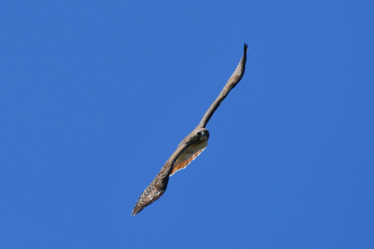 Red-tailed Hawk - ML329422011
