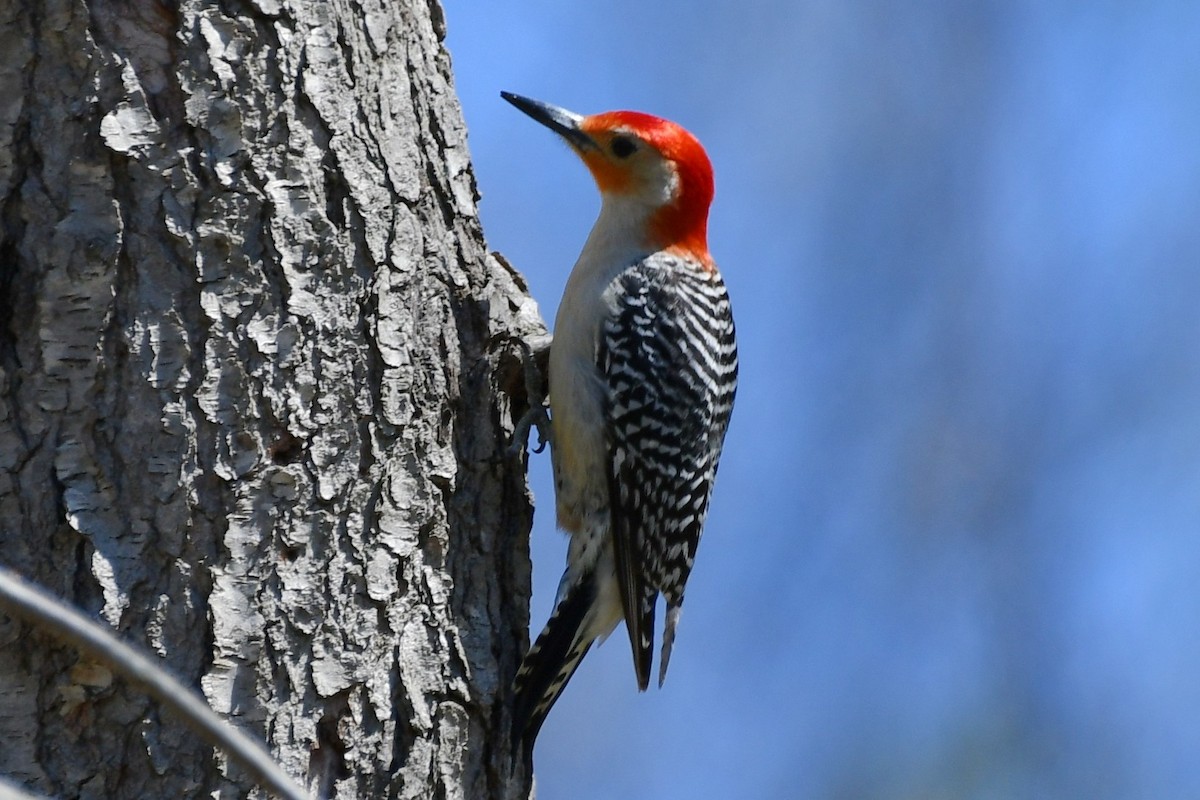 Red-bellied Woodpecker - ML329422081