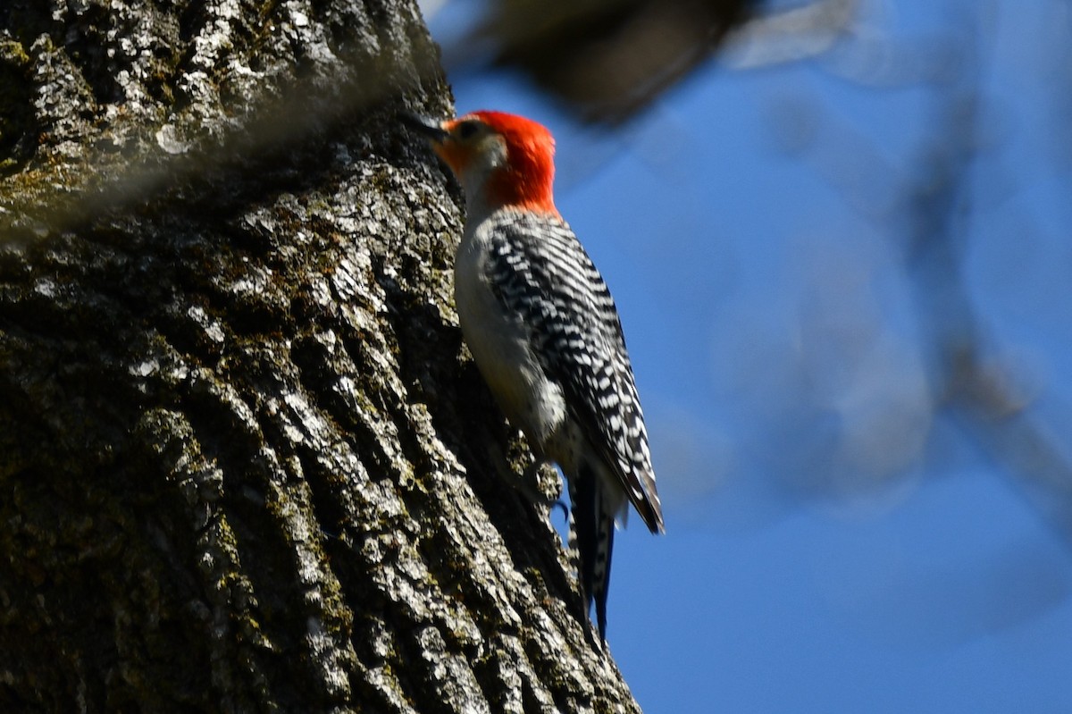 Red-bellied Woodpecker - ML329422101
