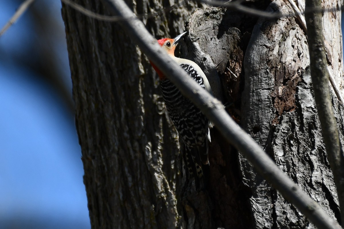 Red-bellied Woodpecker - ML329422111