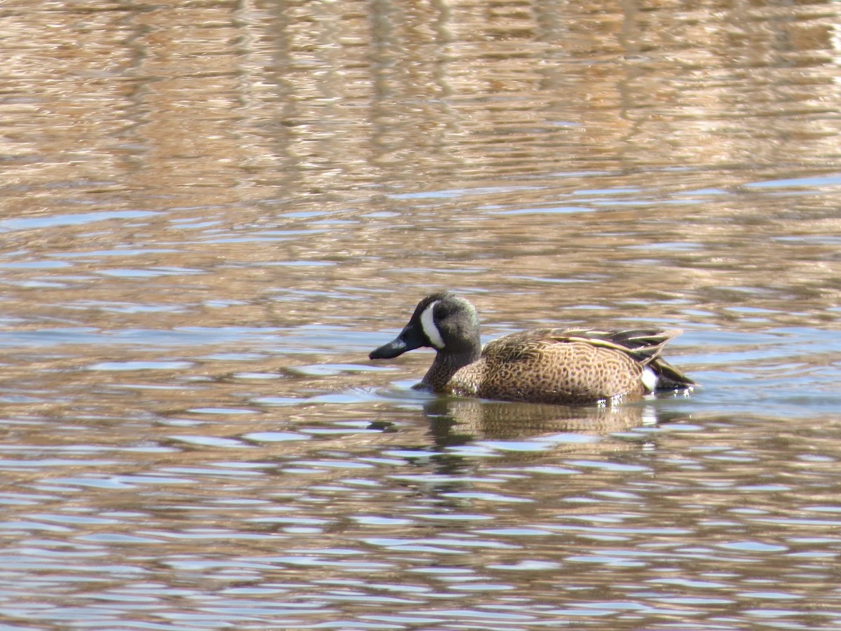 Blue-winged Teal - Mark Gorges