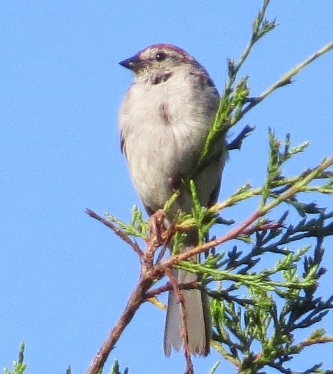 Chipping Sparrow - ML32942681