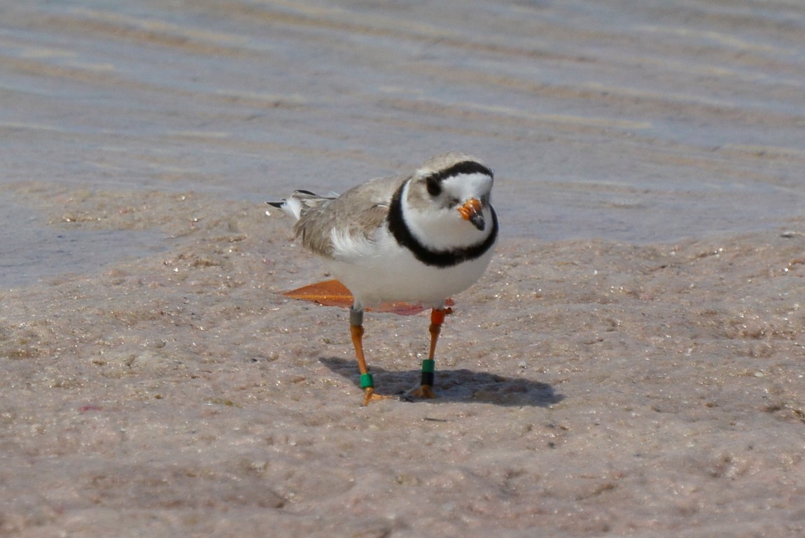 Piping Plover - ML329429431