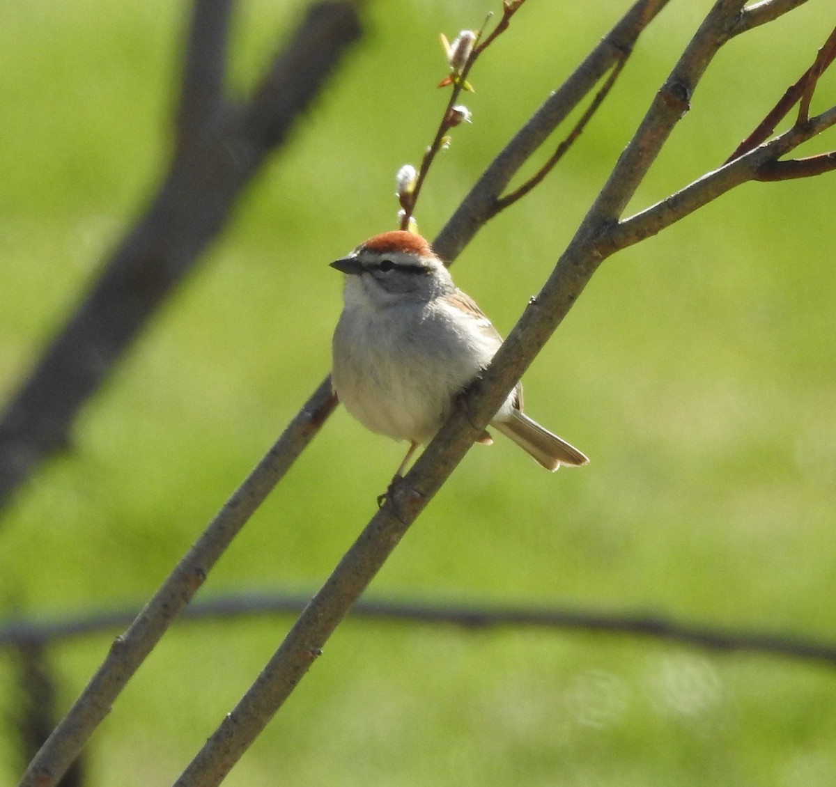 Chipping Sparrow - Dave Milsom