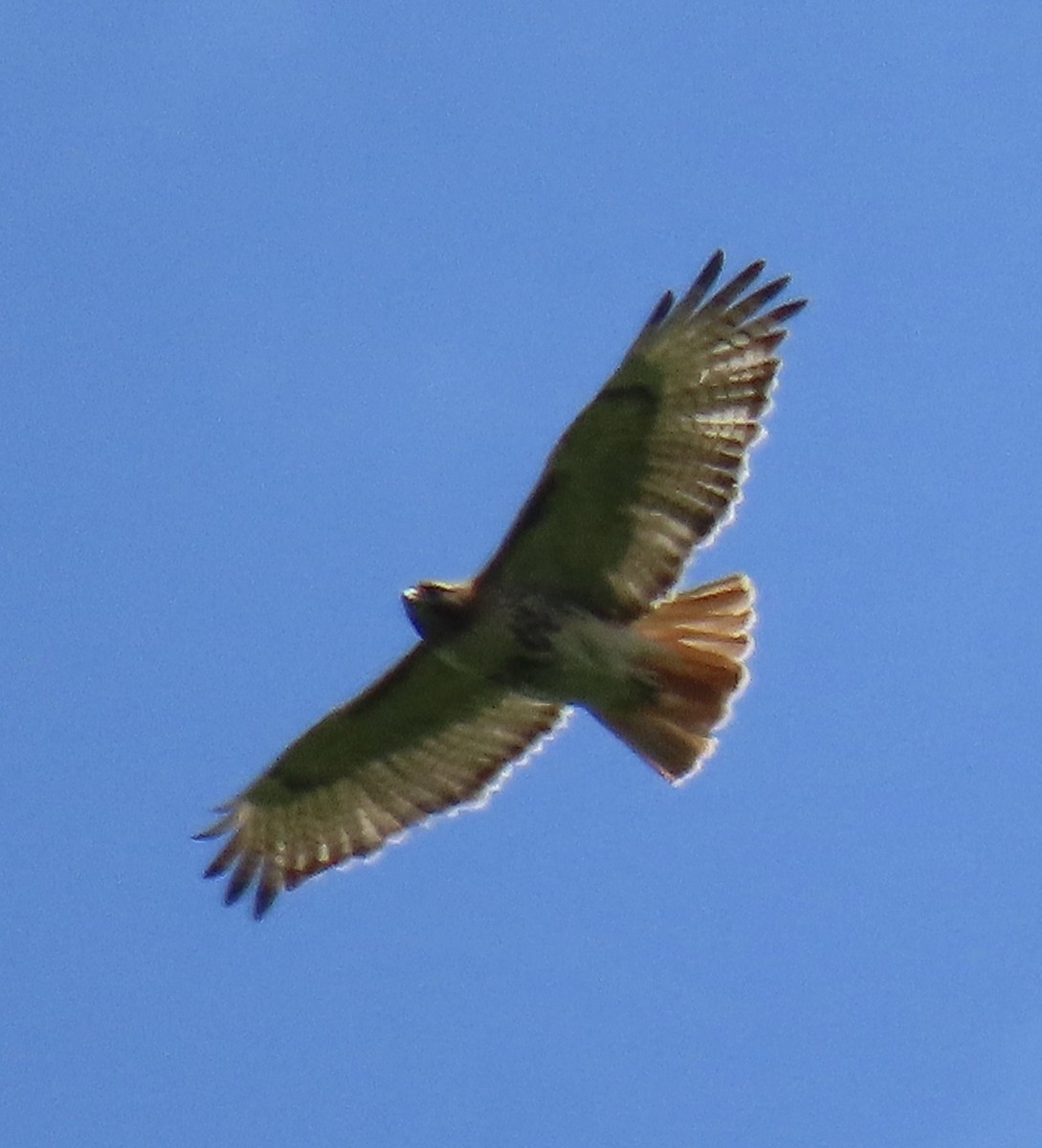 Red-tailed Hawk - ML329431581
