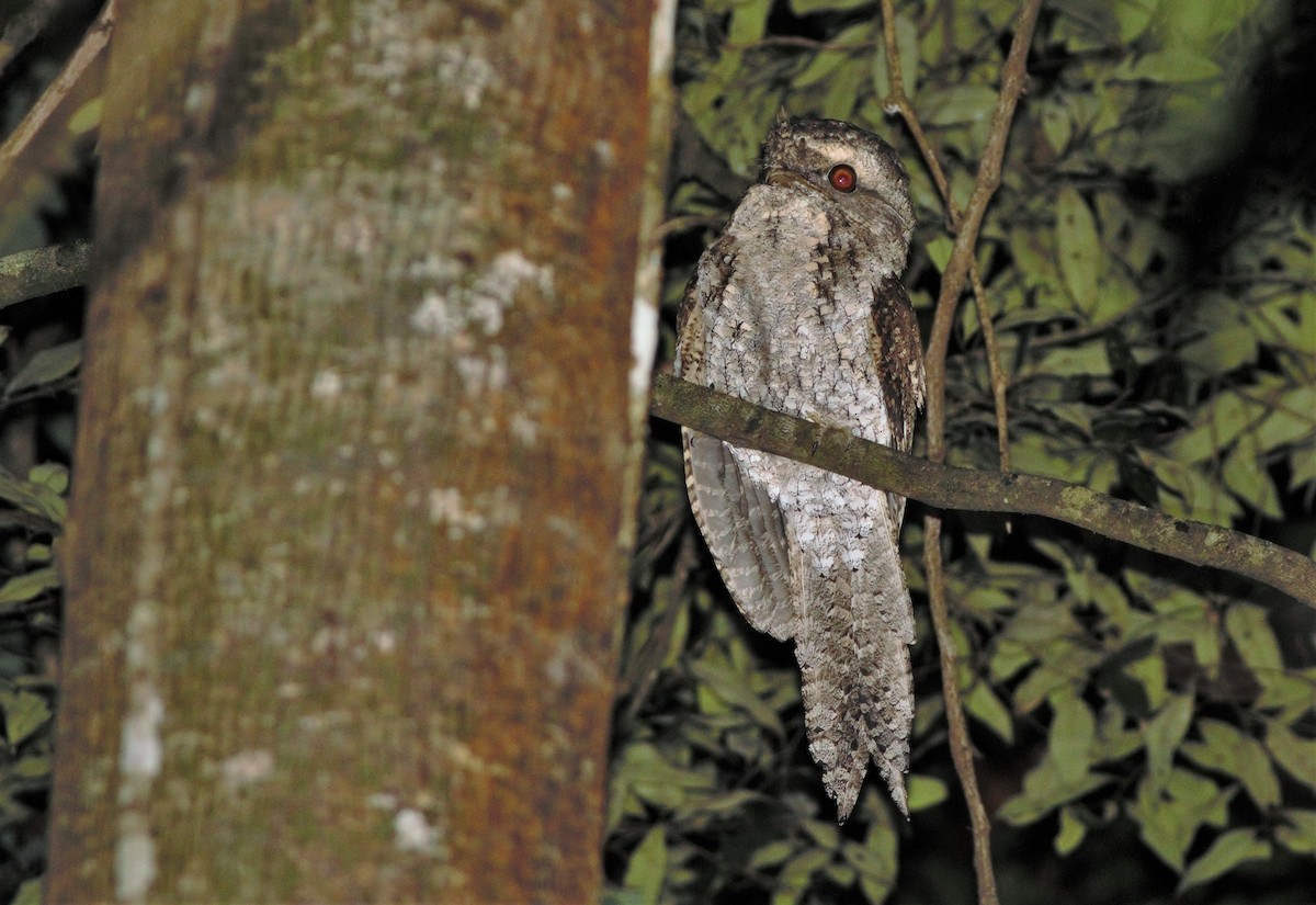 Marbled Frogmouth - ML329435701