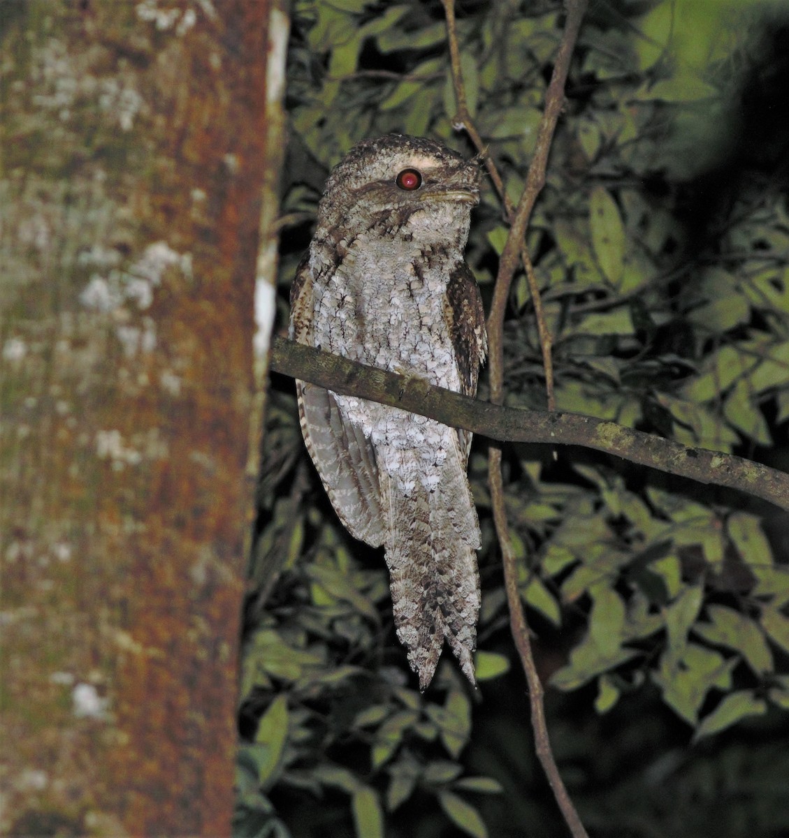 Marbled Frogmouth - ML329435711