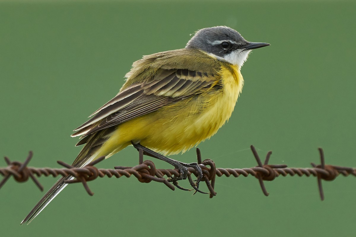 Western Yellow Wagtail (iberiae) - Miguel Rouco