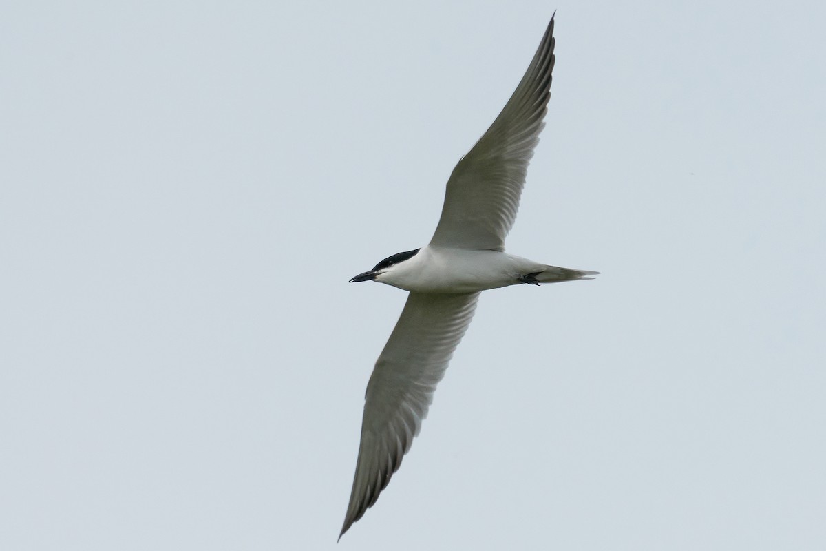 Gull-billed Tern - Miguel Rouco