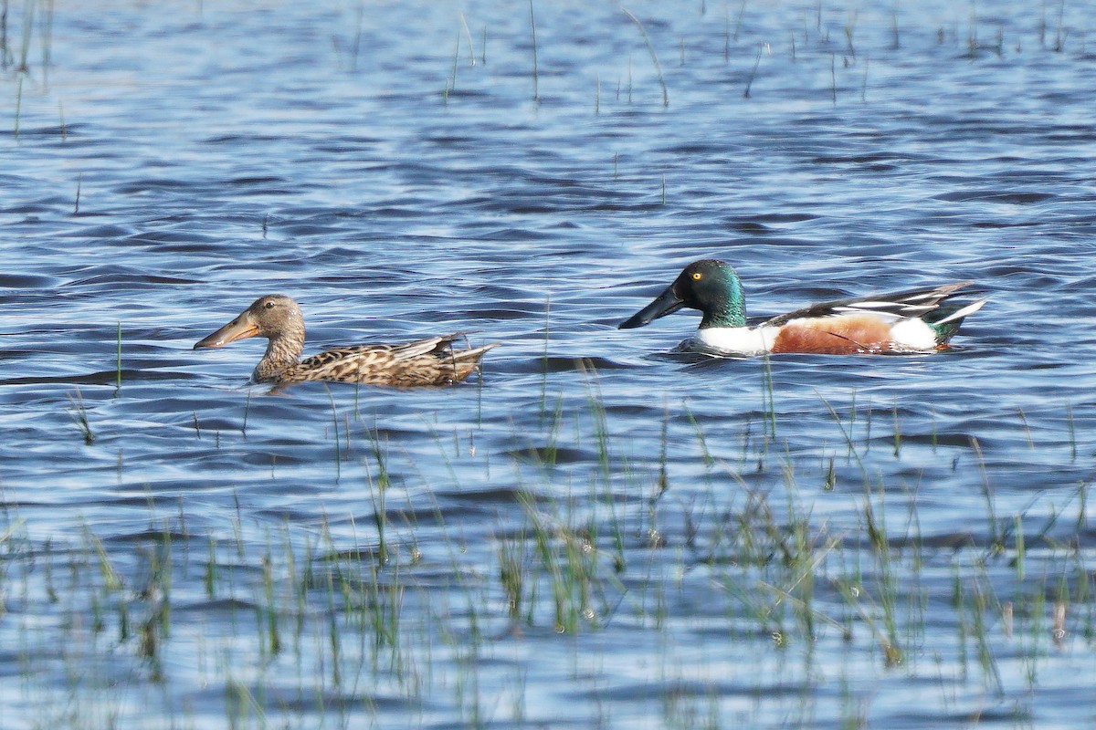 Northern Shoveler - Miguel Rouco