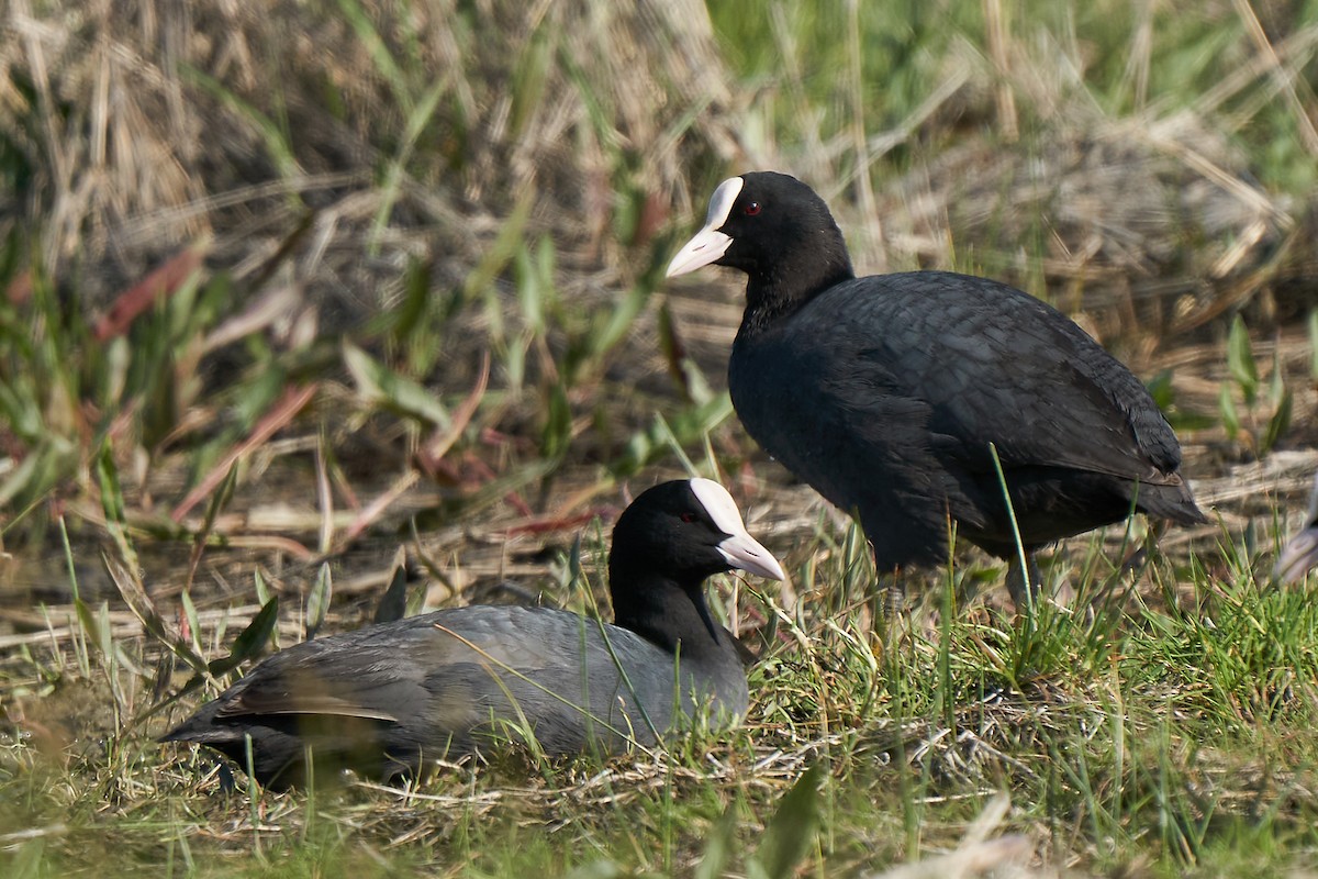 Eurasian Coot - Miguel Rouco