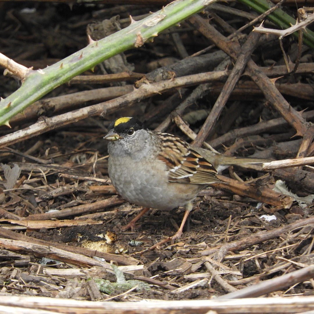 Golden-crowned Sparrow - Paul Kendal