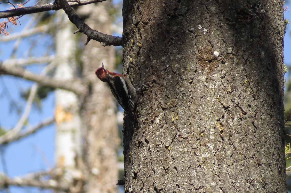 Red-breasted Sapsucker - ML329443761