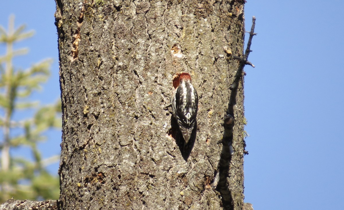 Red-breasted Sapsucker - ML329443971