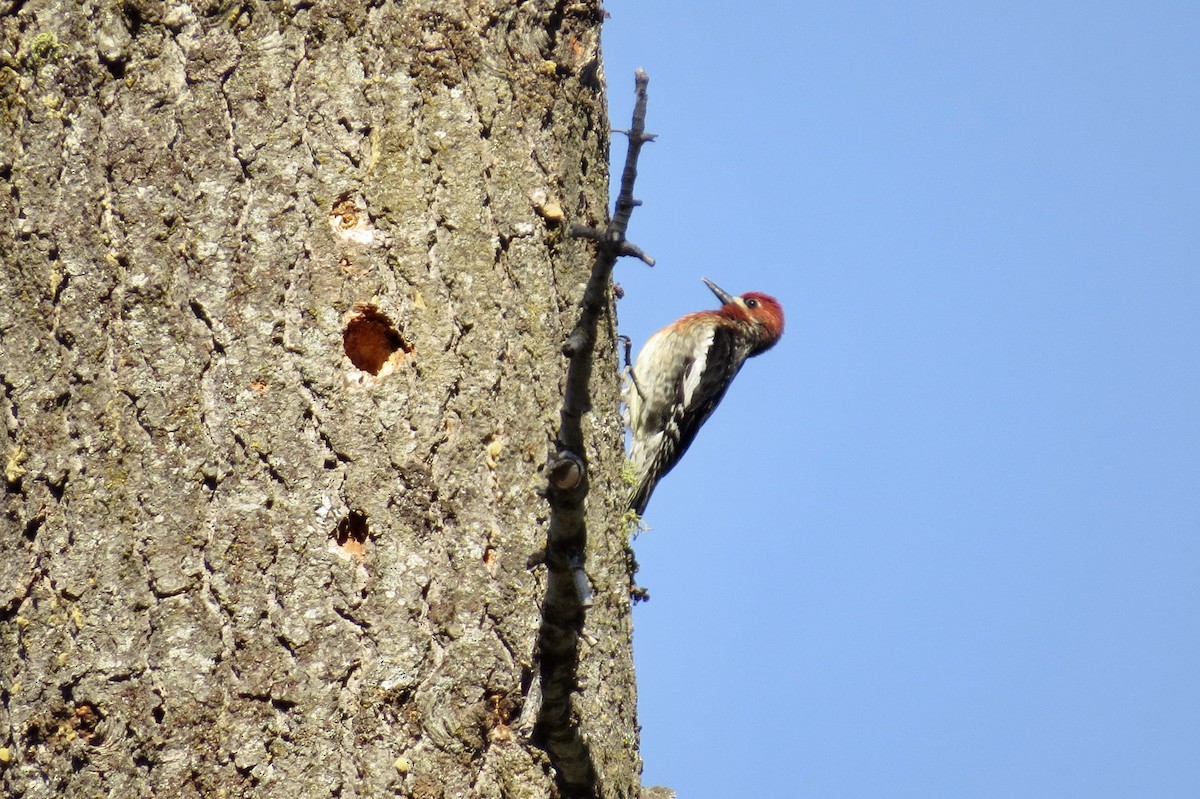 Red-breasted Sapsucker - ML329444041