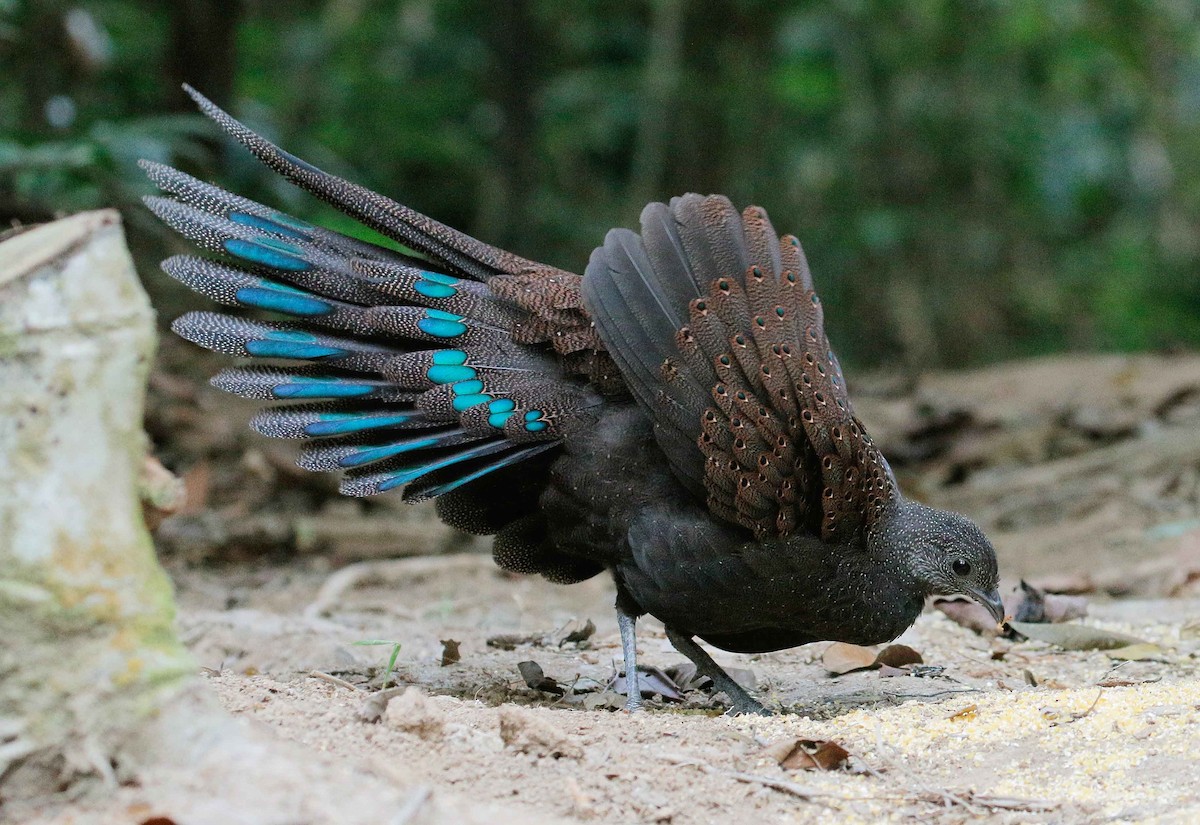 Mountain Peacock-Pheasant - Neoh Hor Kee