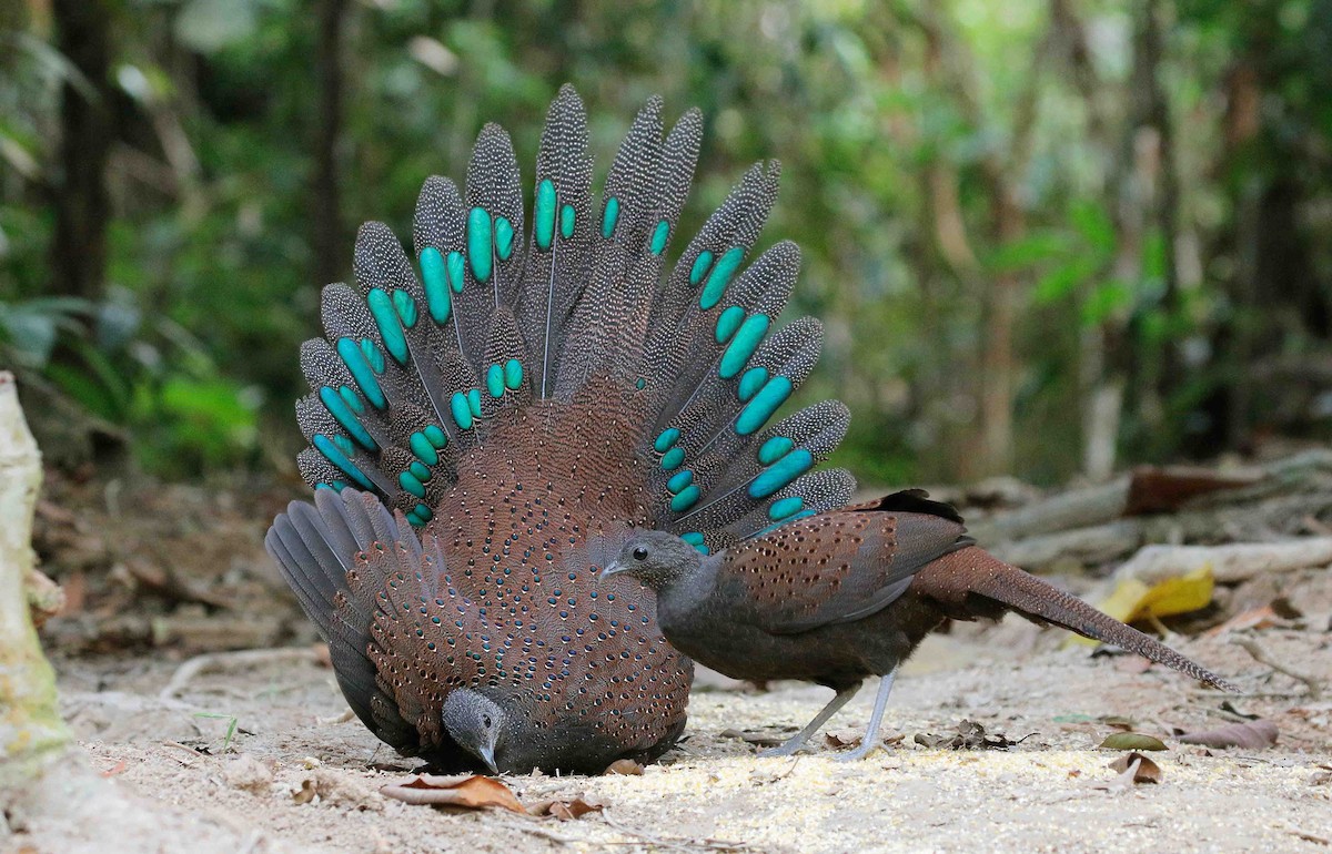 Mountain Peacock-Pheasant - ML32945191
