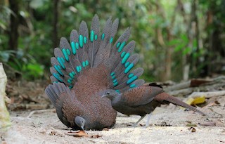  - Mountain Peacock-Pheasant