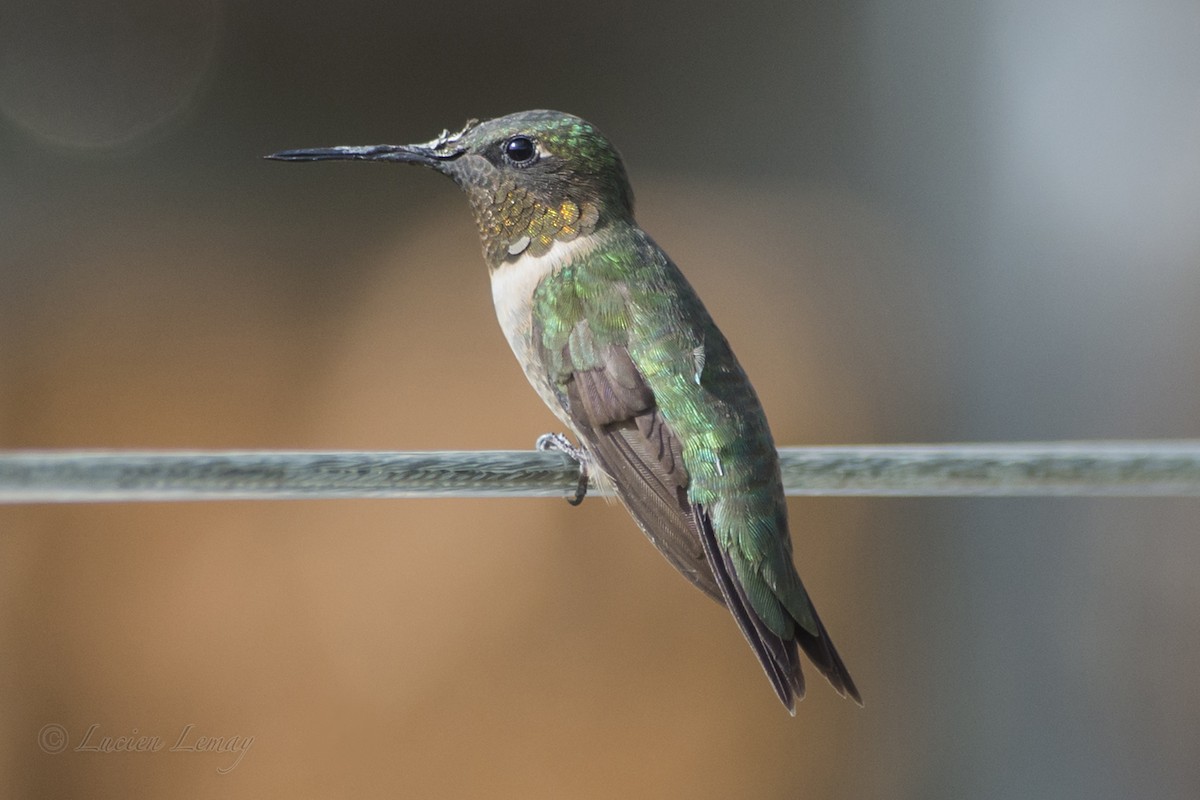 Ruby-throated Hummingbird - Lucien Lemay