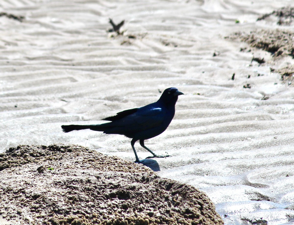 Boat-tailed Grackle - ML329454791
