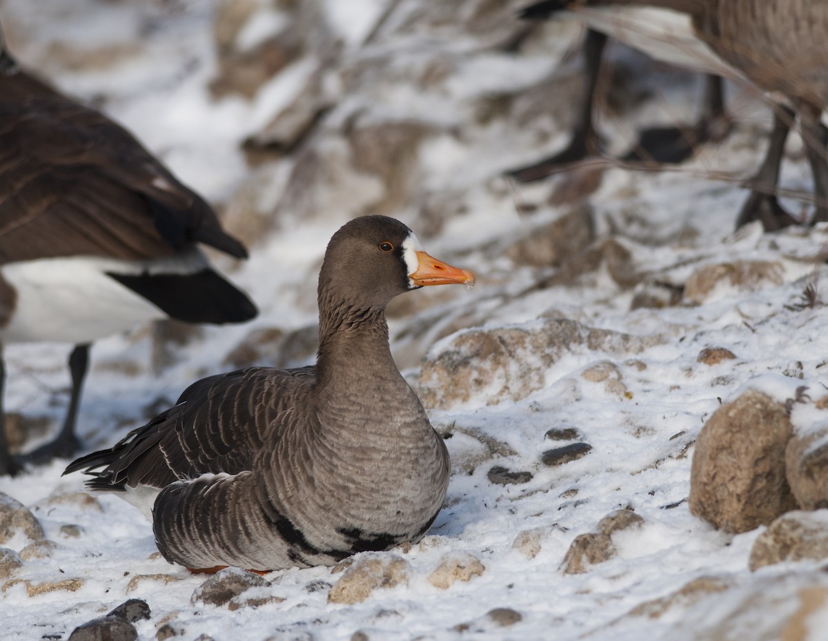 Greater White-fronted Goose - ML32945581