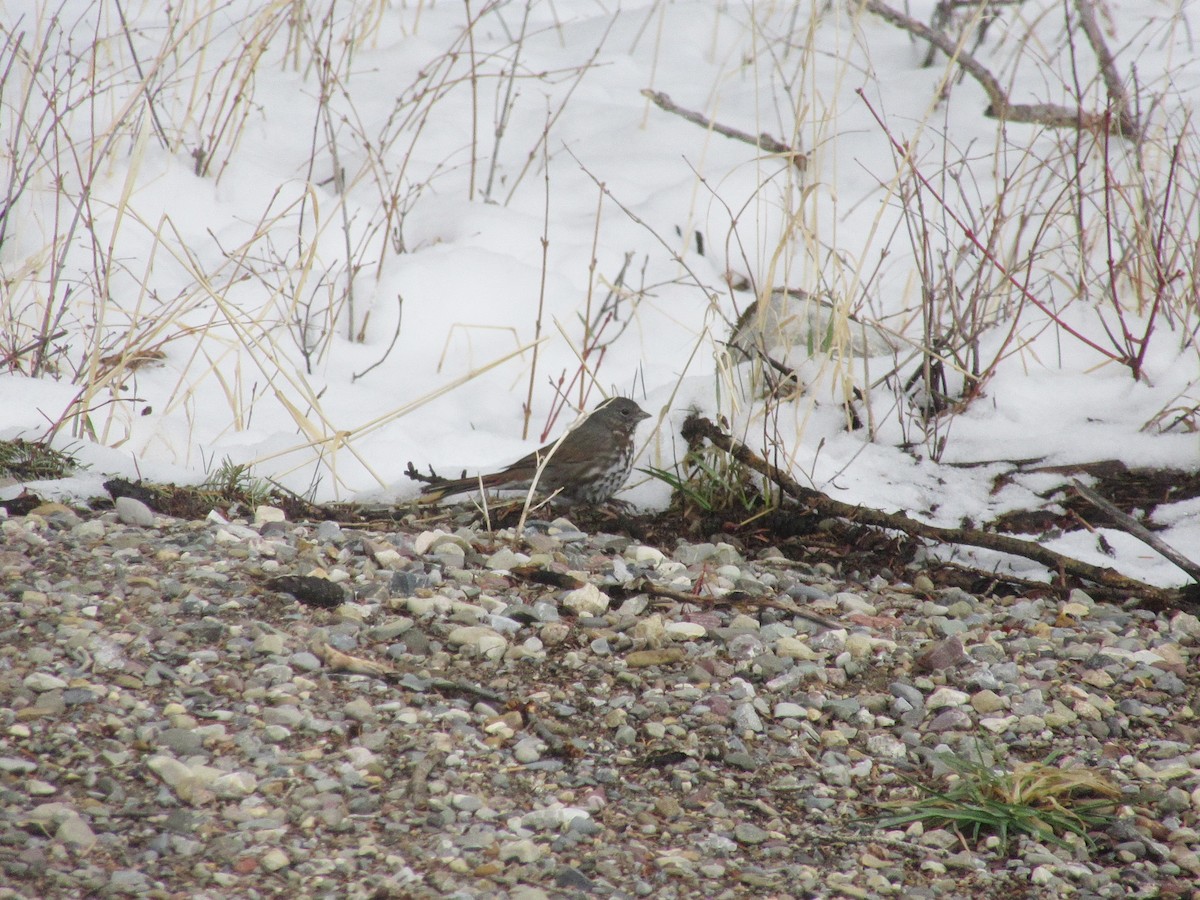 Fox Sparrow (Slate-colored) - ML329460961