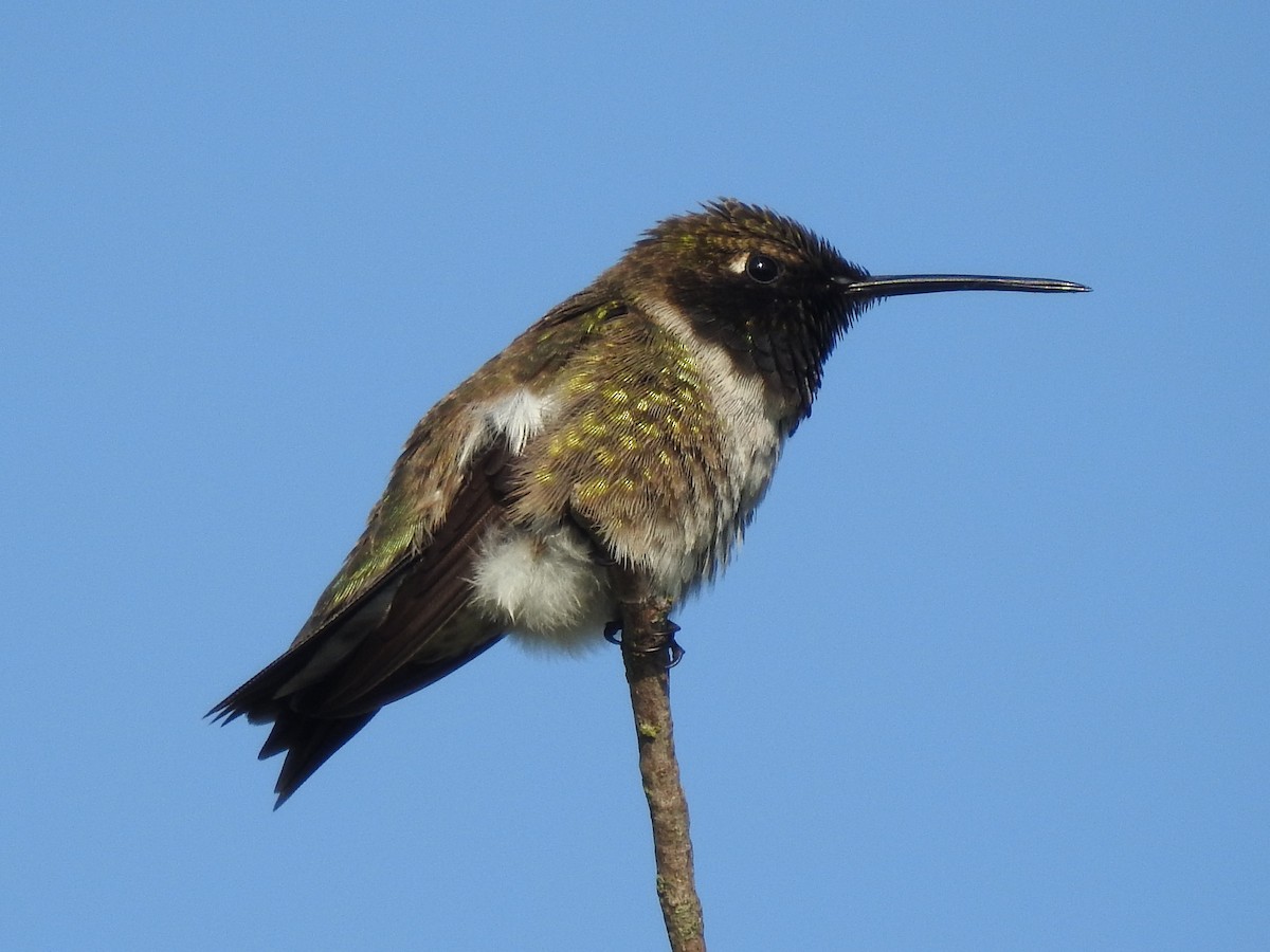Ruby-throated Hummingbird - Kevin Long