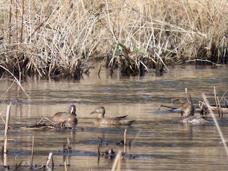 Blue-winged Teal, ML329464241