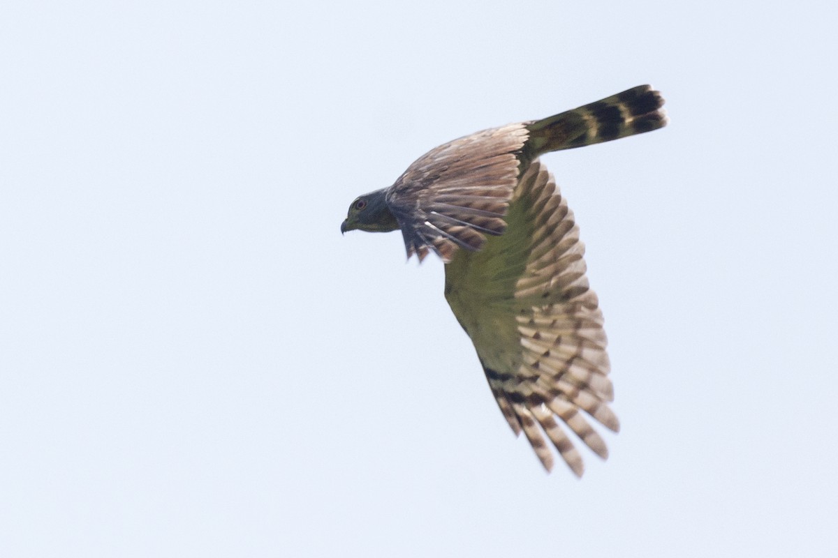 Double-toothed Kite - ML329466781