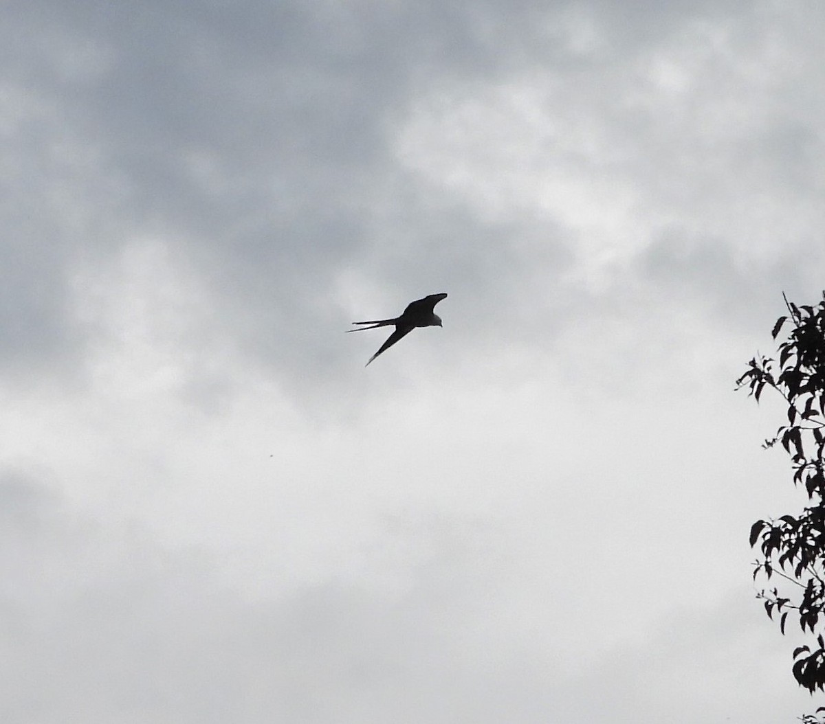 Swallow-tailed Kite - Albeiro Erazo Farfán