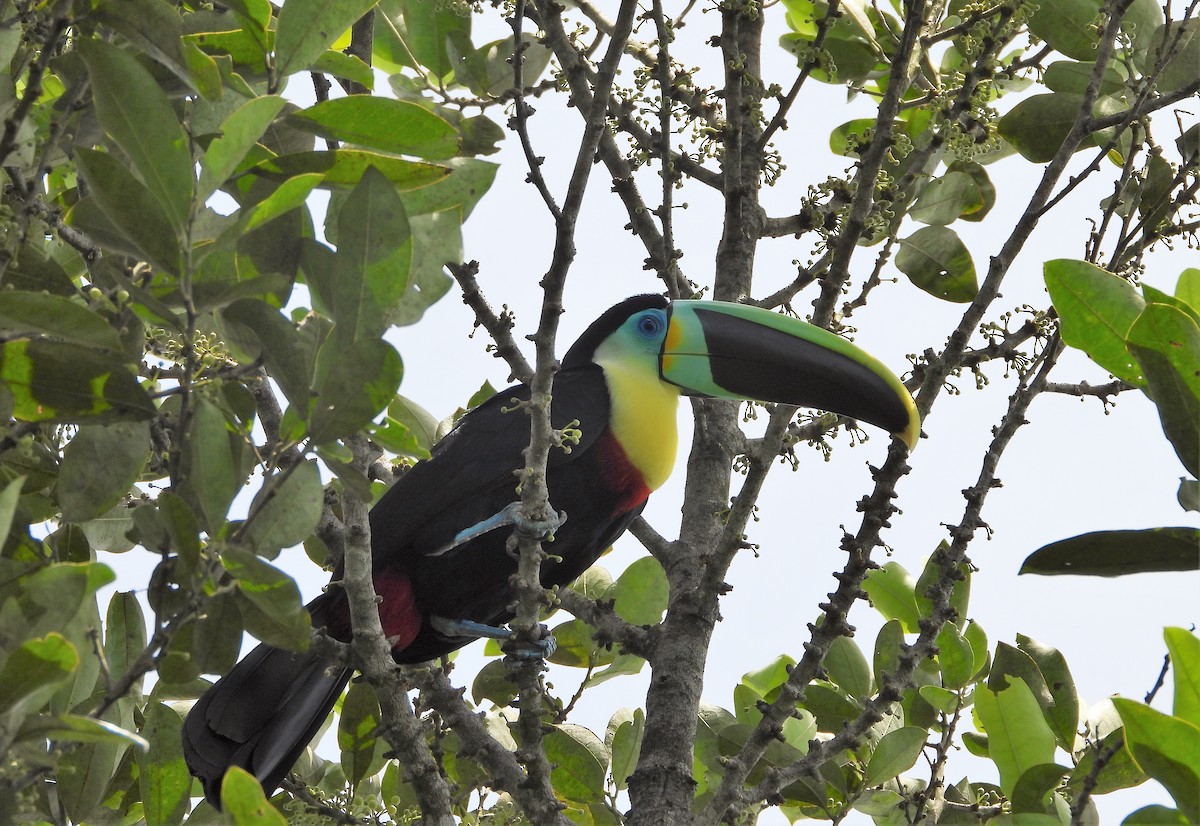 Channel-billed Toucan (Citron-throated) - ML329473841
