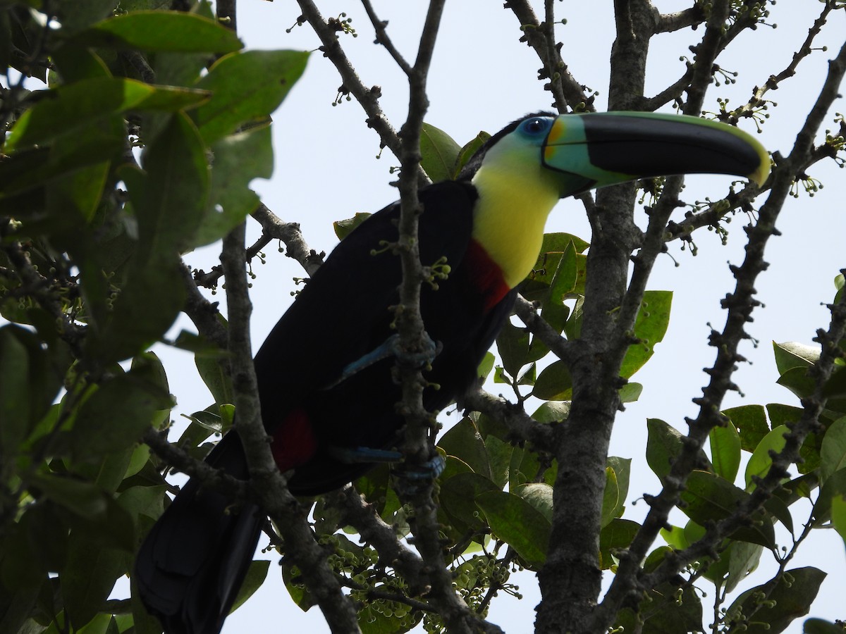 Channel-billed Toucan (Citron-throated) - ML329474411