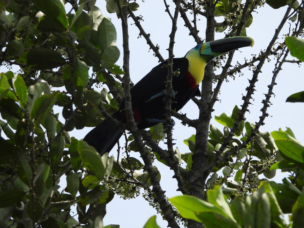 Channel-billed Toucan (Citron-throated) - ML329474451