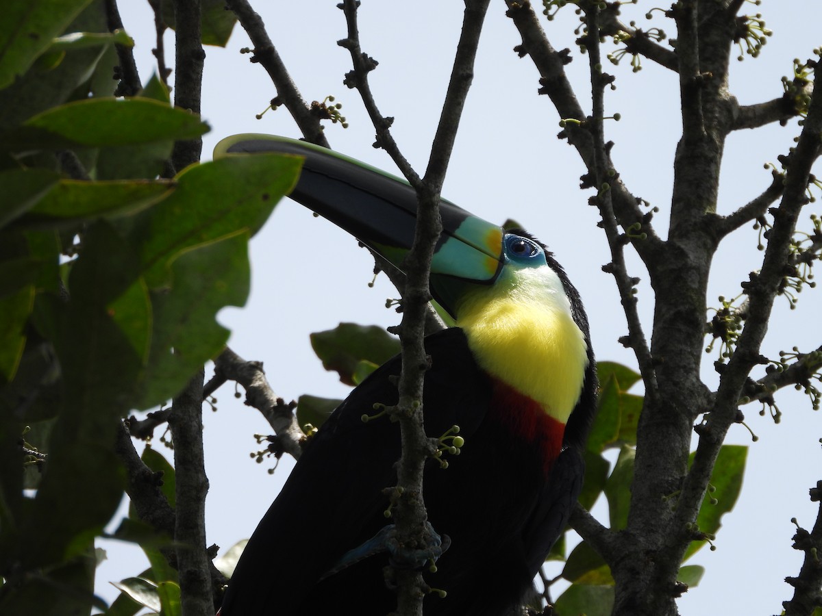 Channel-billed Toucan (Citron-throated) - ML329474611