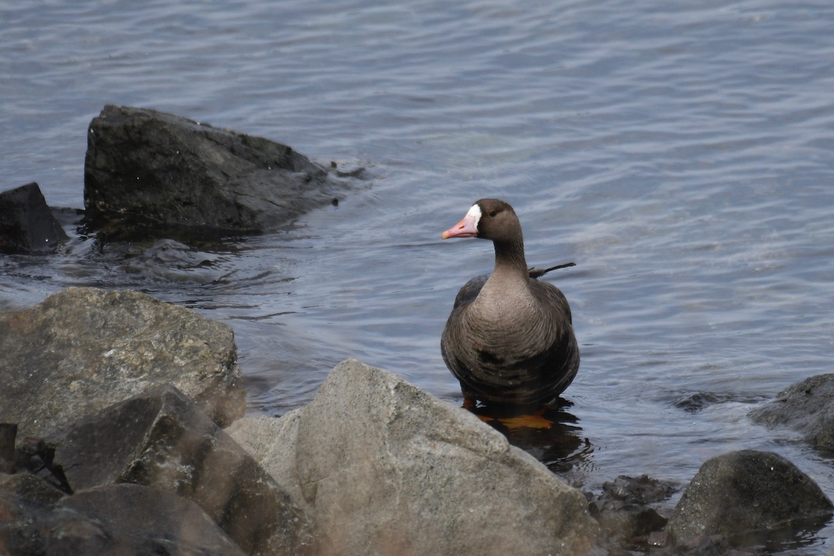 Greater White-fronted Goose - ML329476361